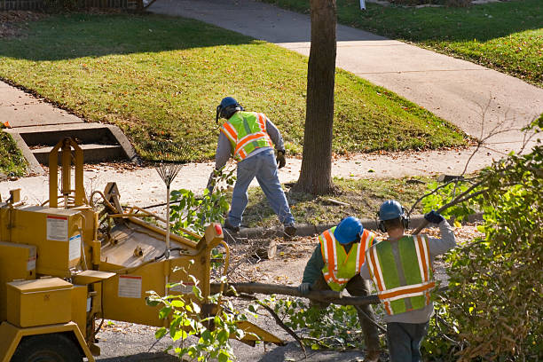 Reliable Loma, CO Tree Service Solutions